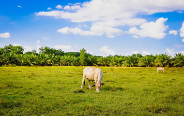 Fototapeta premium Cow on a summer pasture
