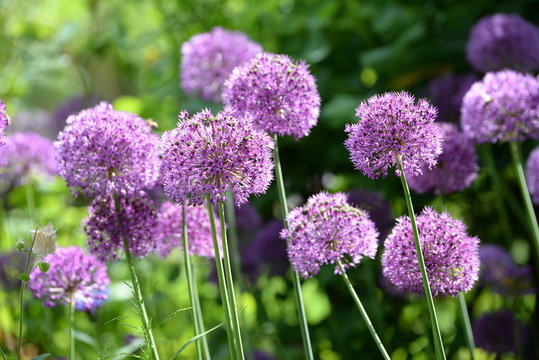 Fototapeta allium, lila Zierlauchblüten im Gegenlicht