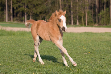 Nice little foal running on pasture