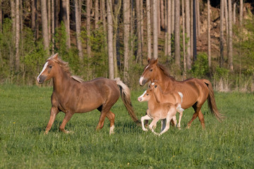 Obraz na płótnie Canvas Herd pony horses running on meadow