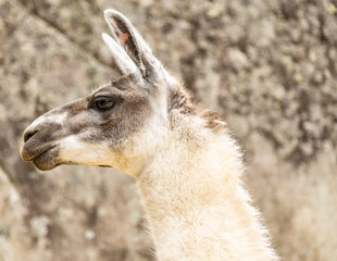 Llama at Machu Picchu, Cusco, Peru, South America. A UNESCO Worl