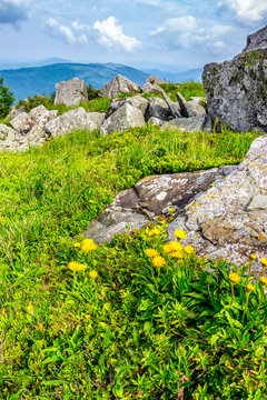 dandelions among the boulders on hill side