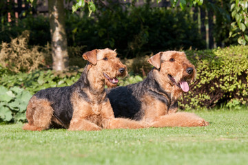 Portrait of two nice airedale terrier