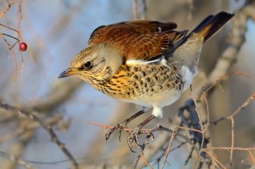 Fieldfare (Turdus pilaris)