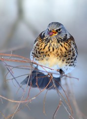 Fieldfare (Turdus pilaris)