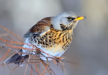 Fieldfare (Turdus pilaris)
