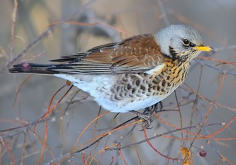 Fieldfare (Turdus pilaris)
