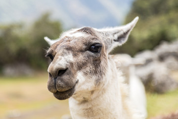 Fototapeta premium Llama at Machu Picchu, Cusco, Peru, South America. A UNESCO Worl