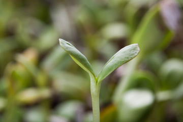 Nature green young sunflower sprout - macro