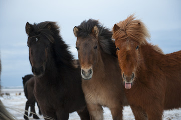 Three beautiful shaggy Icelandic horses in winter.