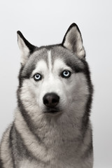 Adorable black and white with blue eyes Husky. Studio shot. on grey background. Focused on eyes