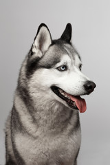 Adorable black and white with blue eyes Husky. Studio shot. on grey background. Focused on eyes