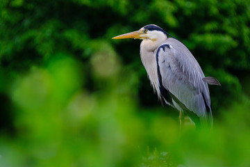Fototapeta premium Héron cendré oiseau échassier bec chasse affût espèce prot