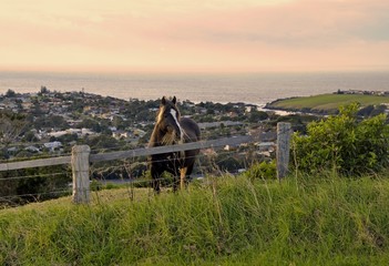 horse on a meadow in the early morning, Kiama and the Pacific Ocean in the background, NSW Australia