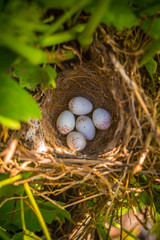 sparrow eggs in nest
