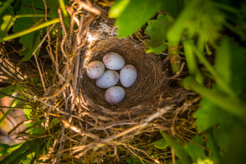 sparrow eggs in nest