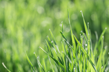 Fresh morning dew on spring grass, natural background