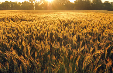 Field of barley in early morning
