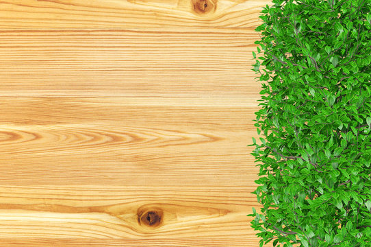 Wooden board background with green bush plant leaves at the bottom. Wooden board covered with ornamental bush plants and copy space, 3D rendering