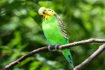 Green Budgerigar (Melopsittacus undulatus) sitting on a branch.