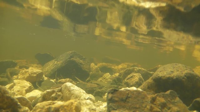 Pebbles underwater