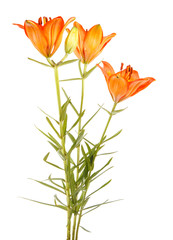 bouquet of orange lilies. Isolated on white background