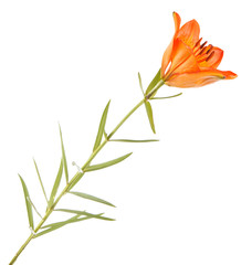 Orange lily flower. Isolated on white background