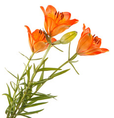 bouquet of orange lilies. Isolated on white background