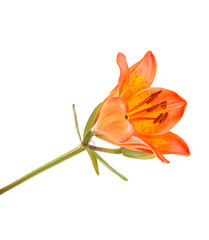 Fototapeta na wymiar Orange lily flower. Isolated on white background
