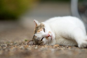 完全にリラックスするミケっち