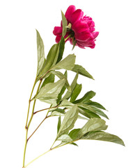 Fototapeta na wymiar red peony flower. Isolated on white background