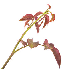 young sprout roses with tight buds. isolated on white background