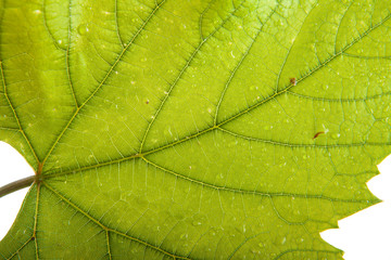of the grape leaf closeup. isolated on white background