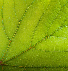 grape leaf closeup background