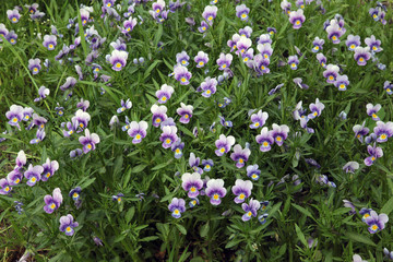 Field tricolor violet
