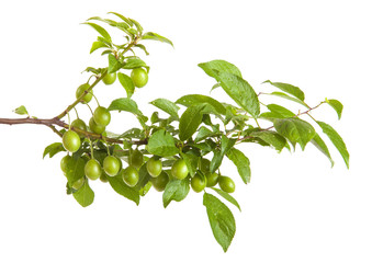 branch of plum tree with green unripe fruits. isolated on white