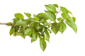 branch of plum tree with green unripe fruits. isolated on white