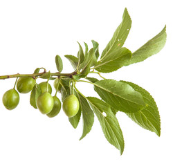 branch of plum tree with green unripe fruits. isolated on white