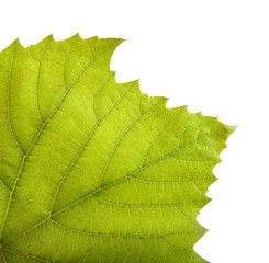 of the grape leaf closeup. isolated on white background