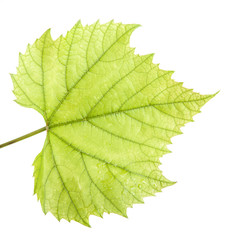 Naklejka na ściany i meble Green grape leaf. isolated on white background