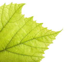 of the grape leaf closeup. isolated on white background