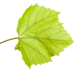 Fototapeta premium Green grape leaf. isolated on white background