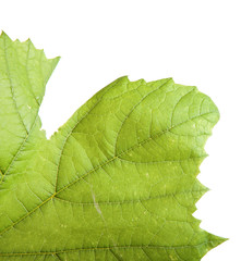 of the grape leaf closeup. isolated on white background