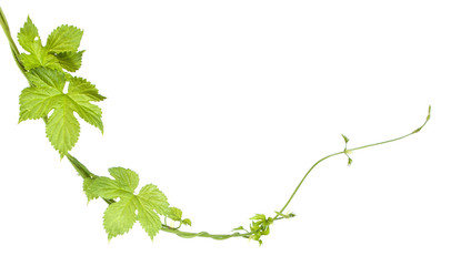 young shoots of hops isolated on white background