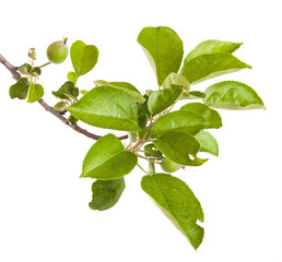 Fototapeta na wymiar apple-tree branch with unripe green apples. isolated on white ba