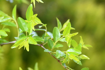 Young leaves of jujube