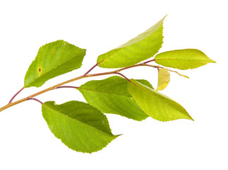 cherry tree branch isolated on white background