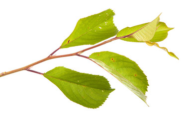 Fototapeta premium cherry tree branch isolated on white background