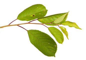 Fototapeta premium cherry tree branch isolated on white background