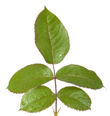 green leaf rose. Isolated on white background